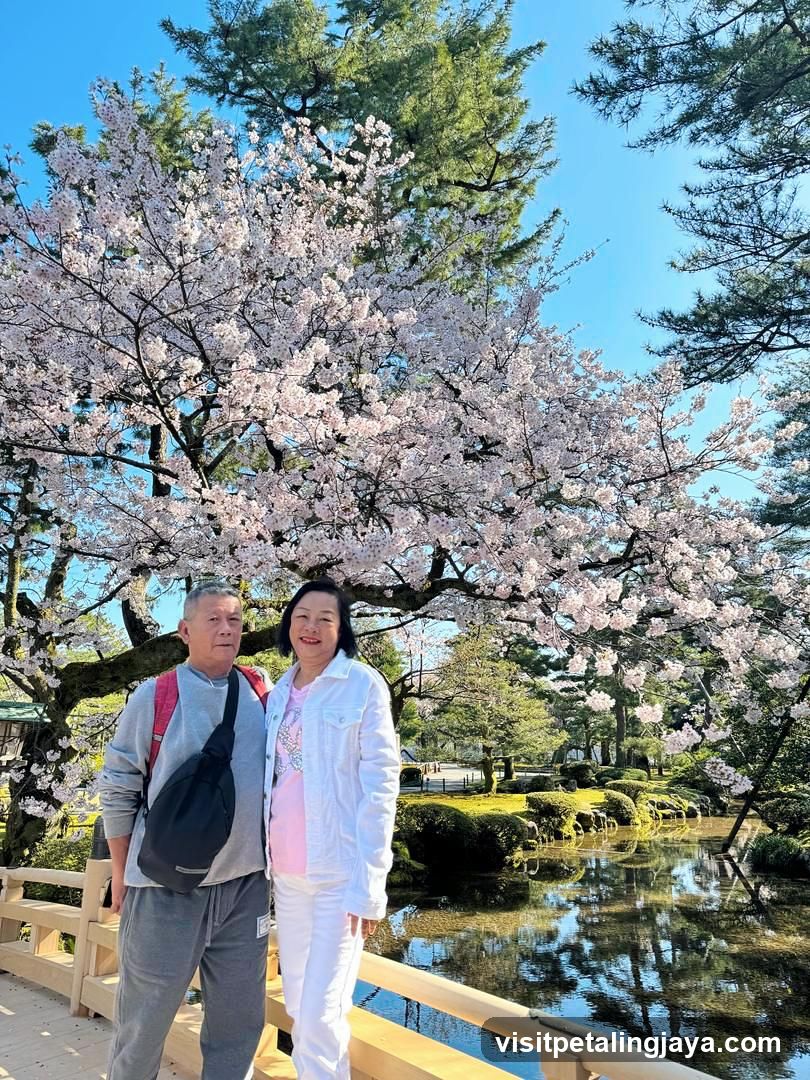 Couple under cherry blossoms