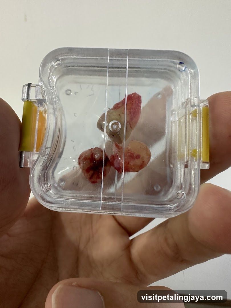 Small container with preserved specimens