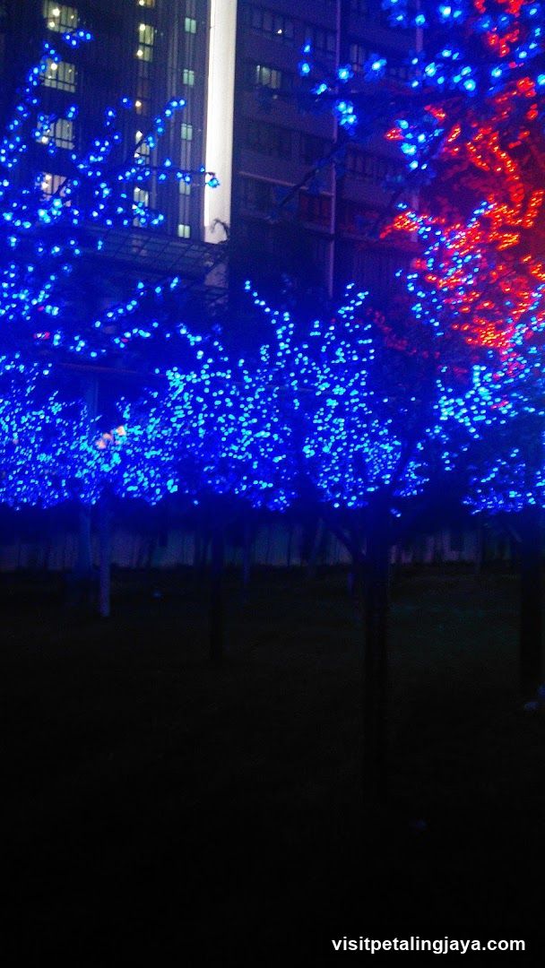 Trees decorated with blue and red lights