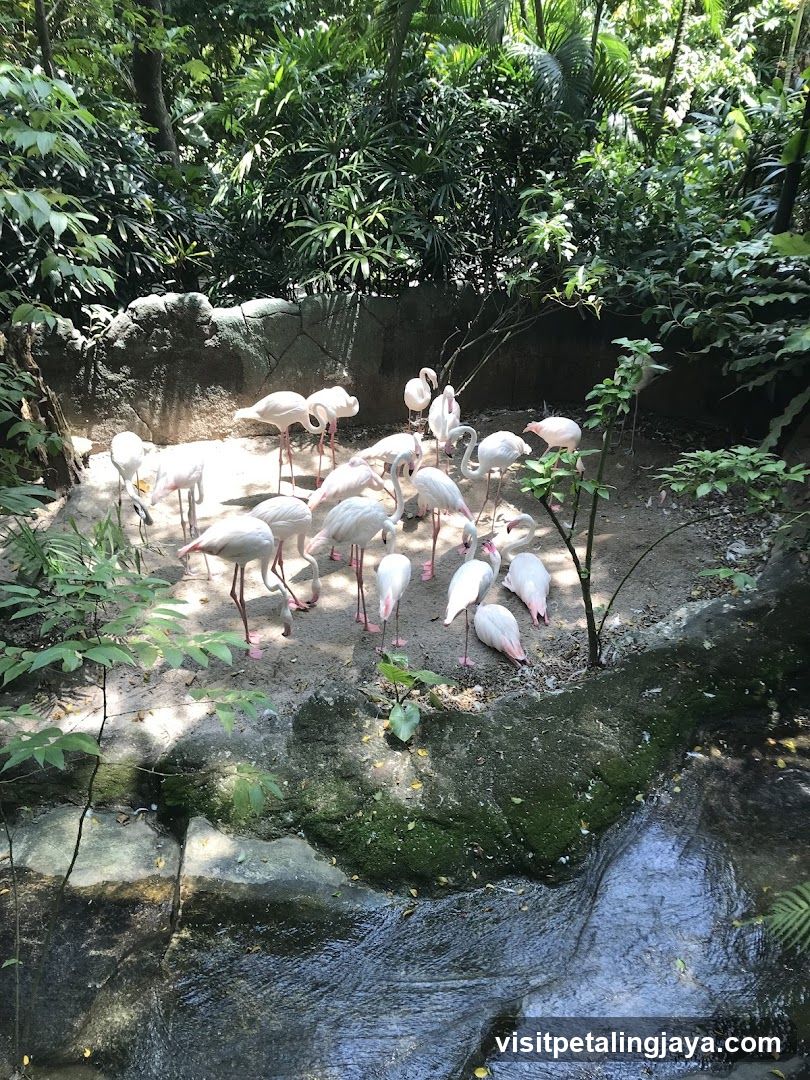 Flamingos in a Zoo Enclosure