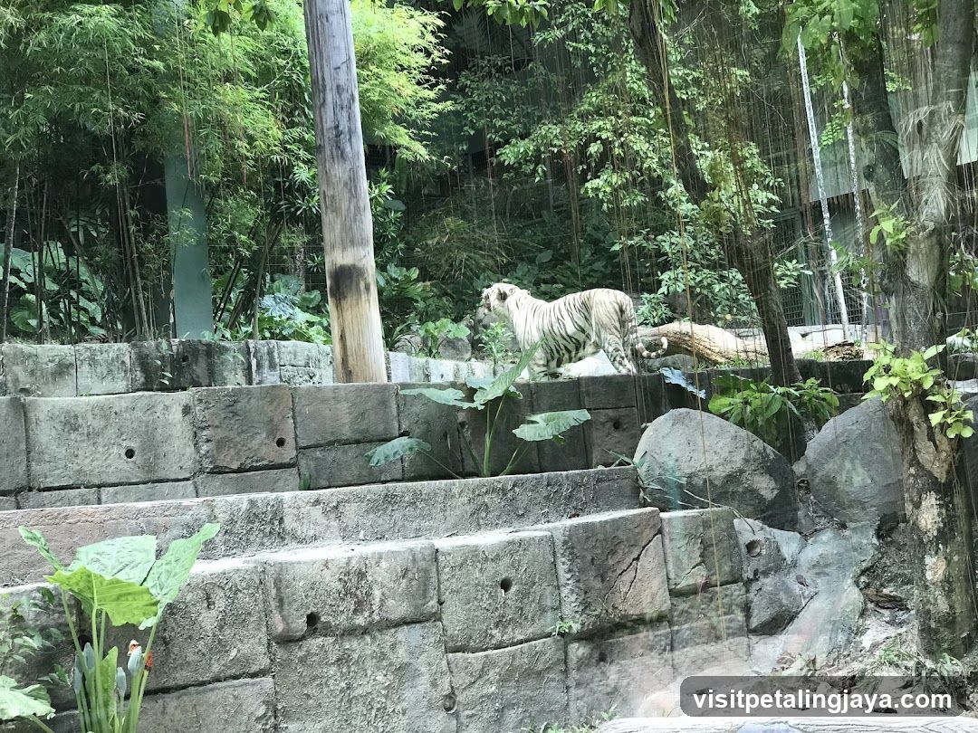 White Tiger in Enclosure
