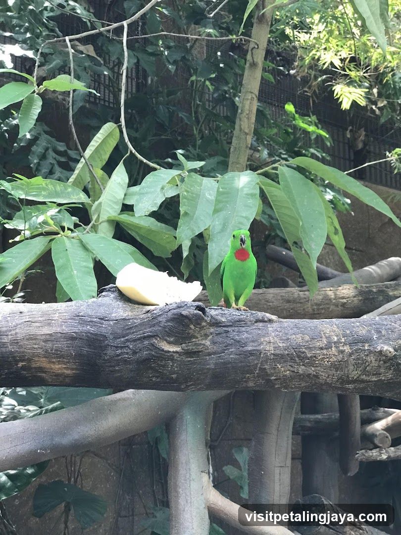 Green parrot with red throat