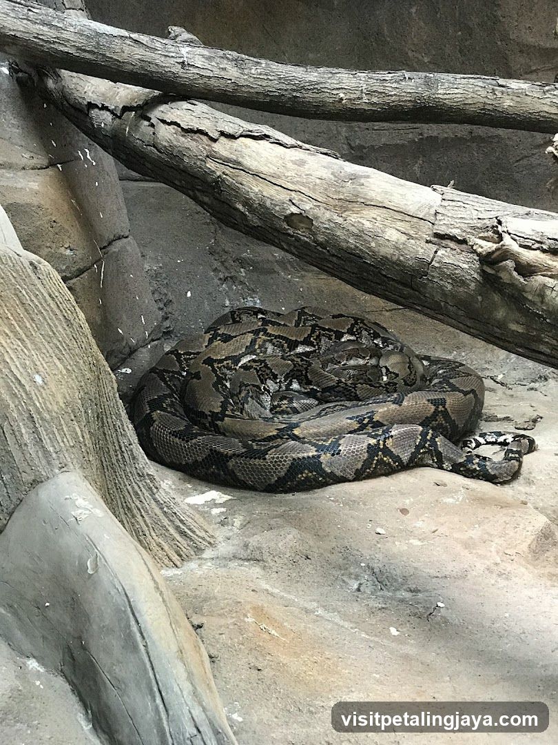 Python coiled on rocks