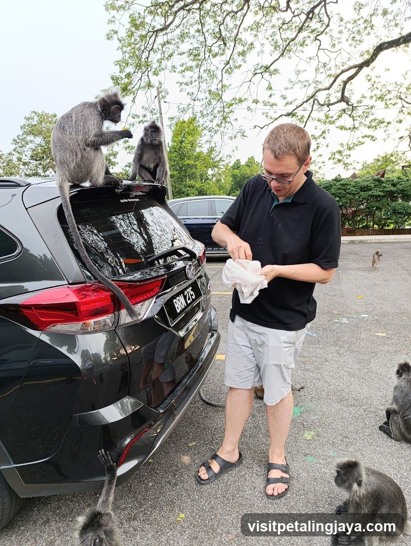 Man Feeding Monkeys in Parking Lot
