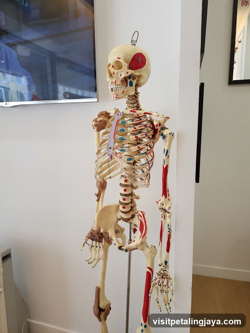 Anatomical Skeleton Model Display