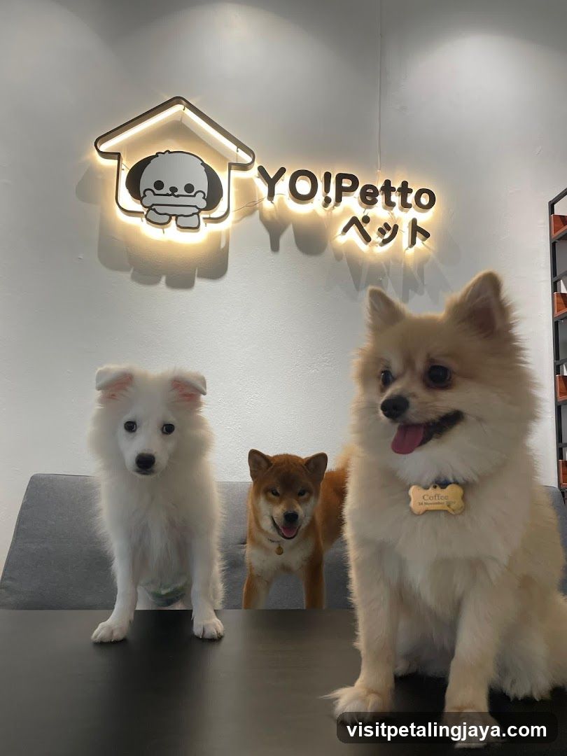 Yo!Petto by YoYo Sweet House