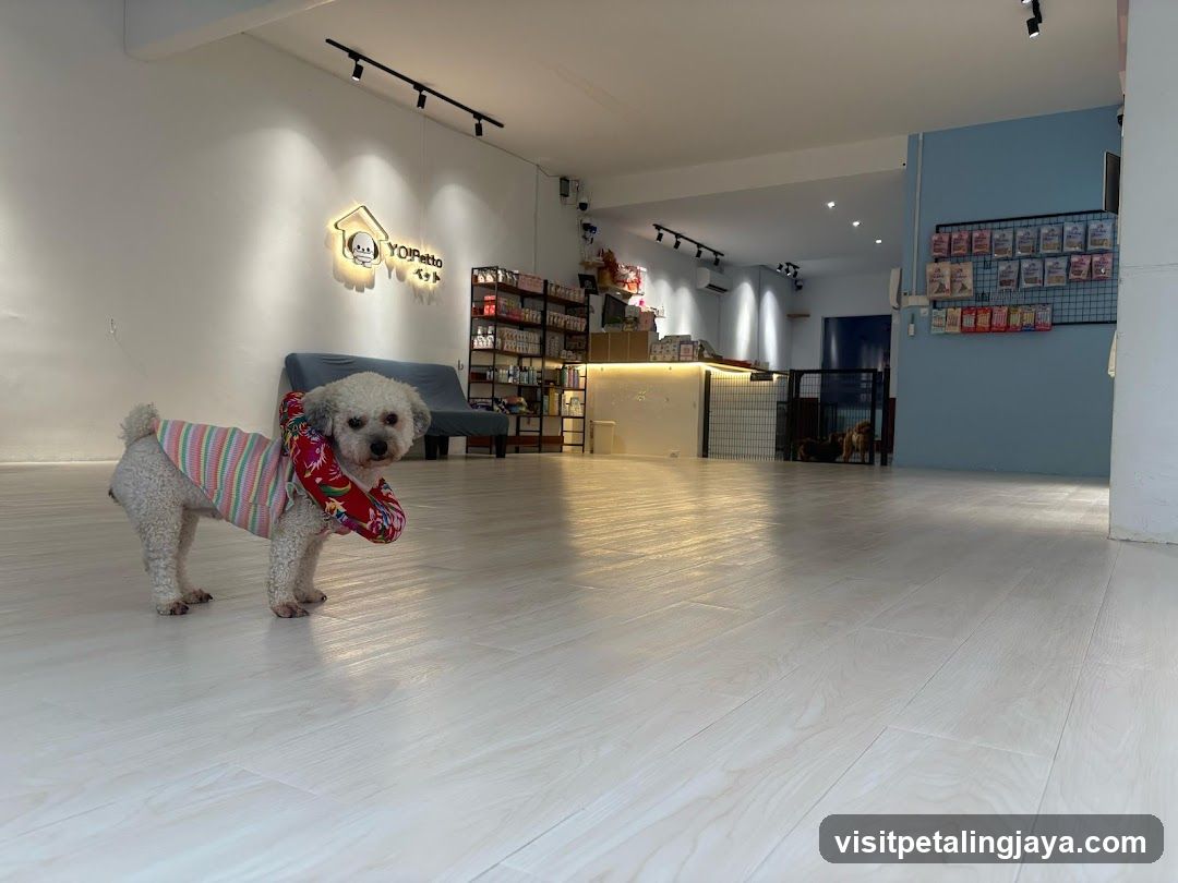 Dog Shop Interior with Poodle
