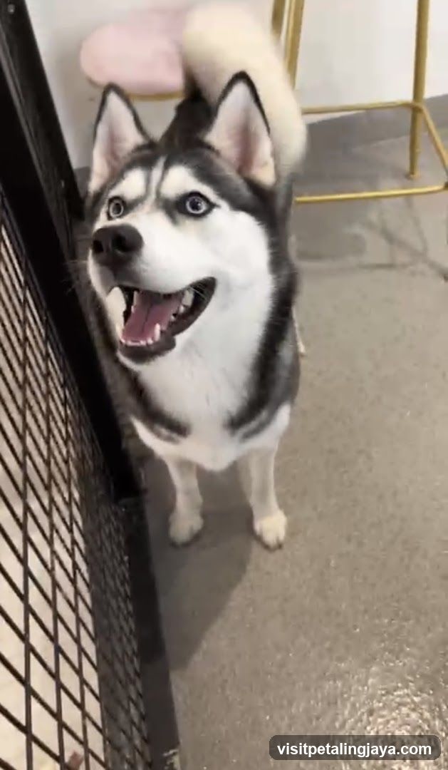 Happy Husky at Shop Entrance