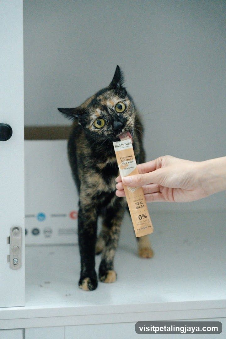 Cat Eating Treat