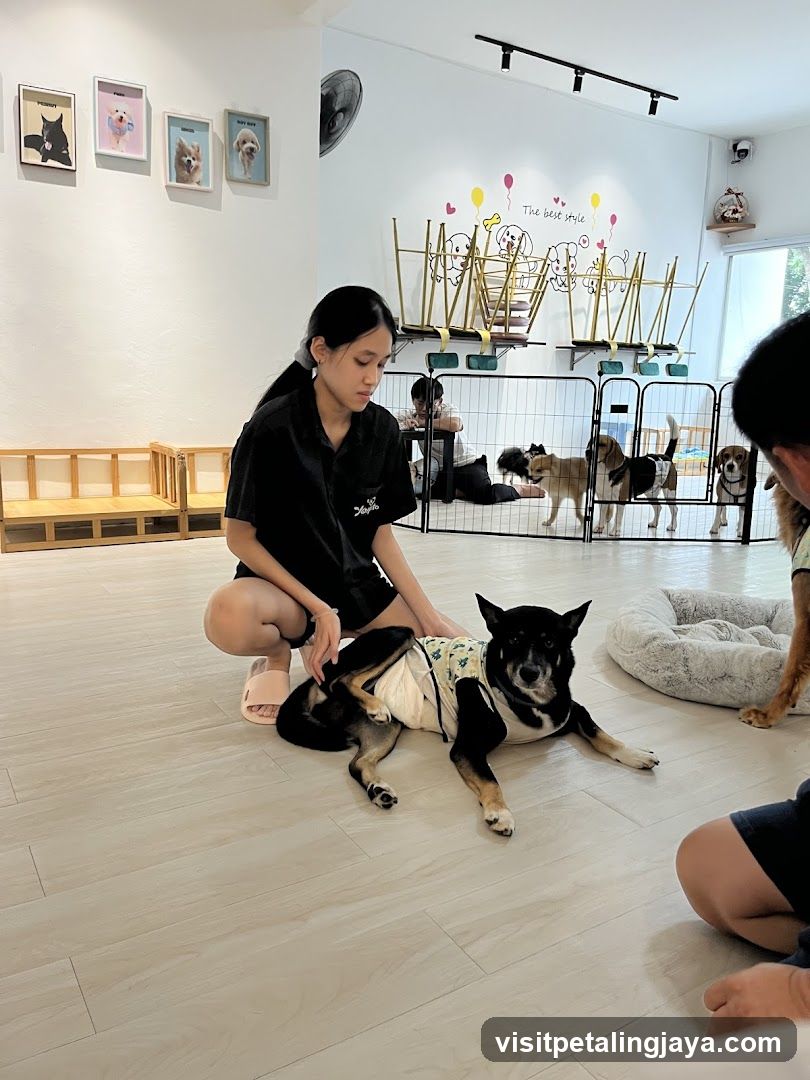 Dog Care Interior Scene