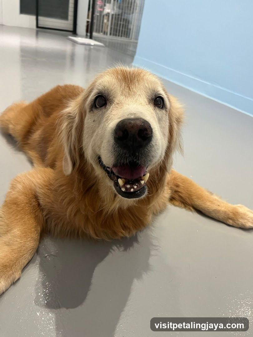 Golden Retriever Dog Lying Down