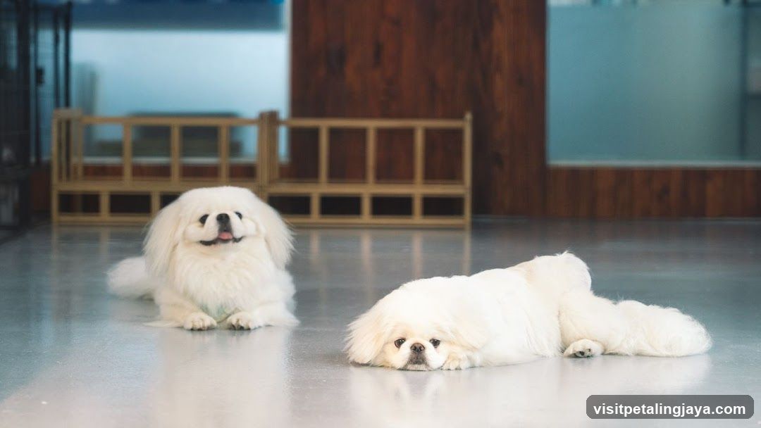 Two White Pugs in a Modern Interior