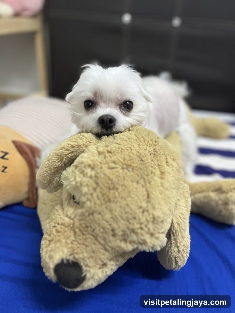 Small Dog with Toy