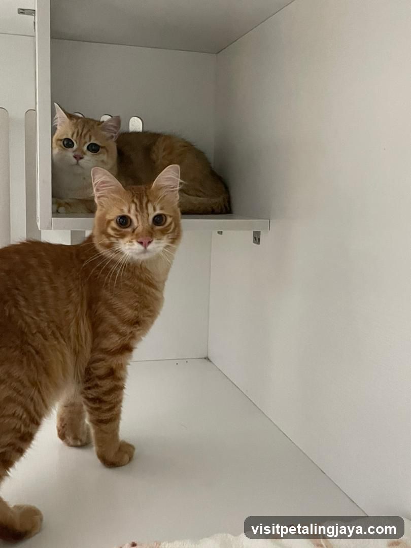 Two Orange Cats in White Enclosure