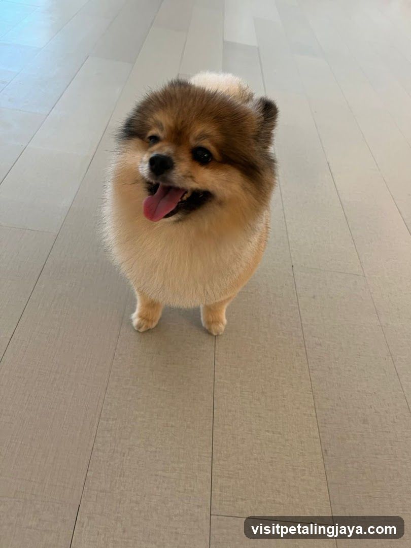 Fluffy Dog on Floor