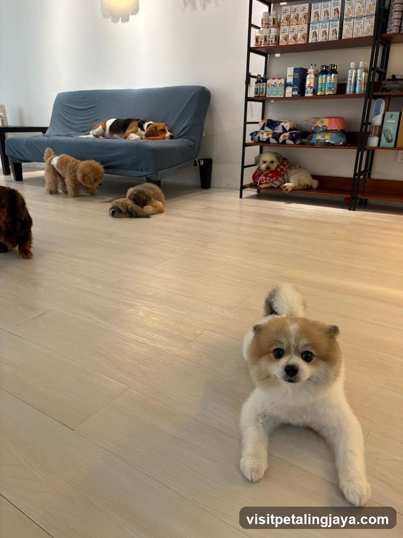 Dog Grooming Salon Interior