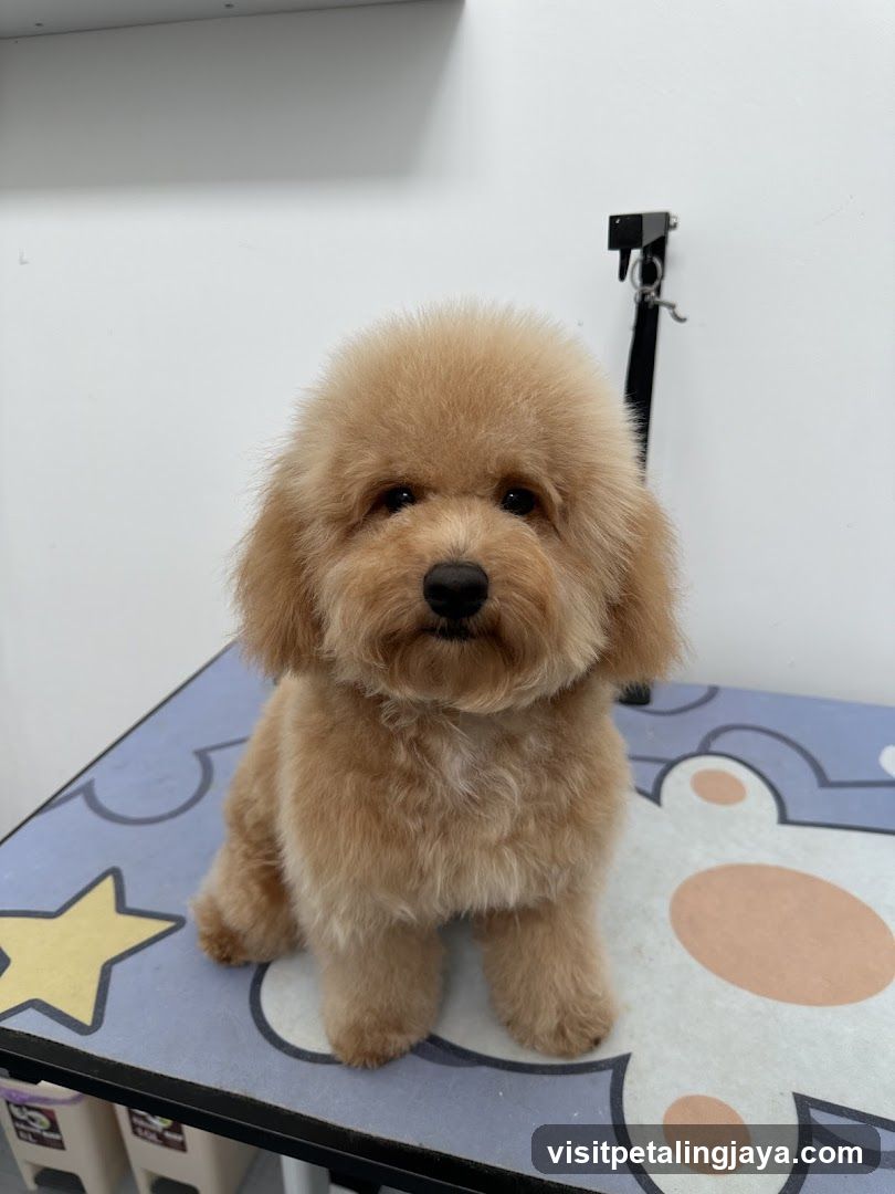 Fluffy Dog on Grooming Table