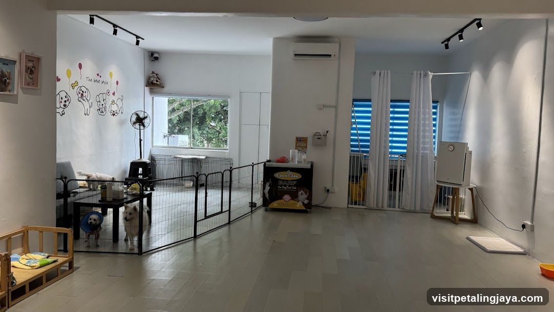 Interior of a pet-friendly space or shop