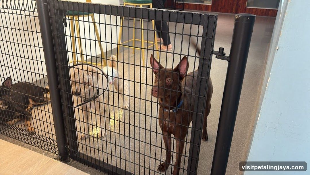 Dogs in a fenced area