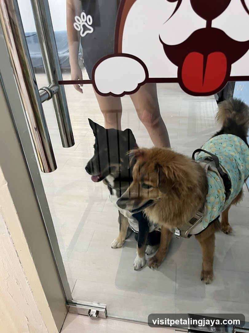 Dogs at a Pet Shop Entrance