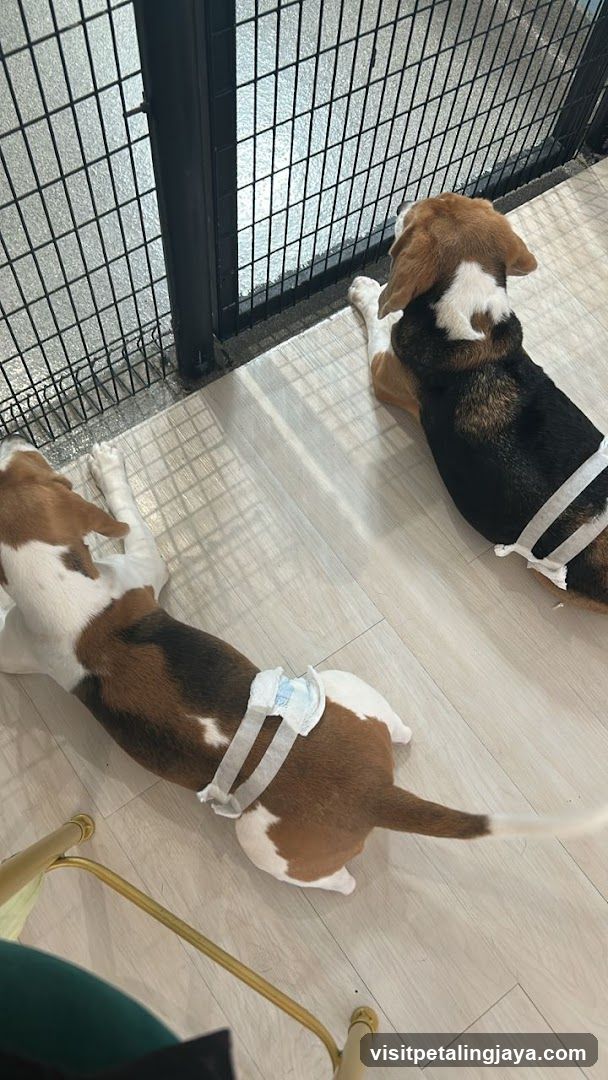 Beagles in a kennel area