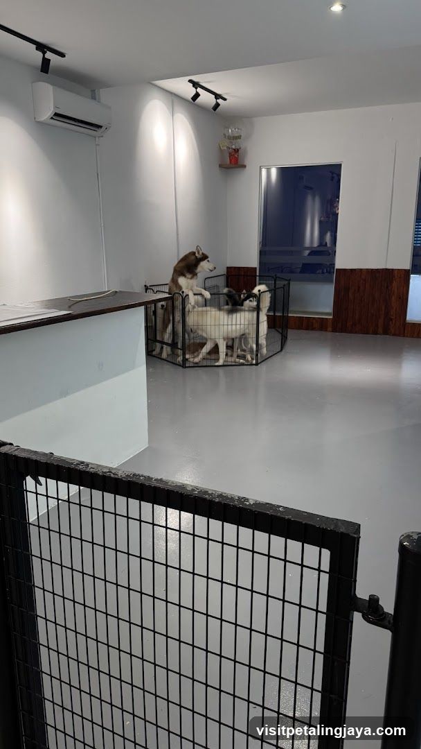 Interior with dogs in cages