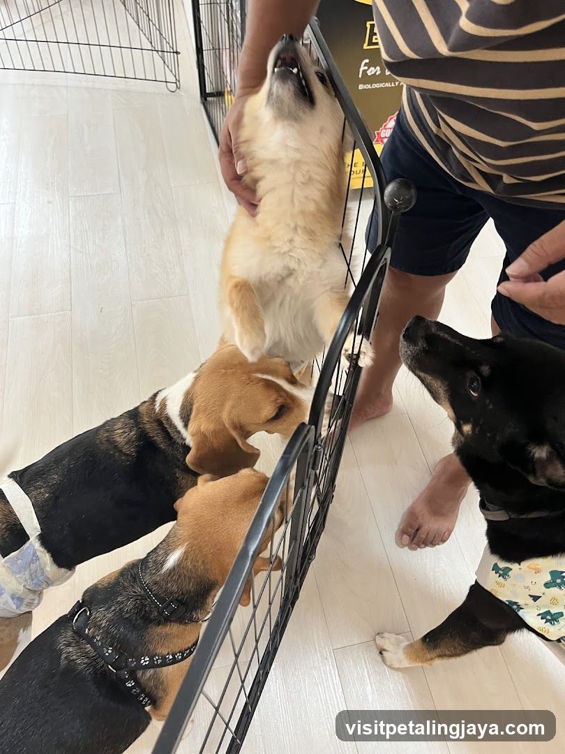 Dogs at a Pet Store