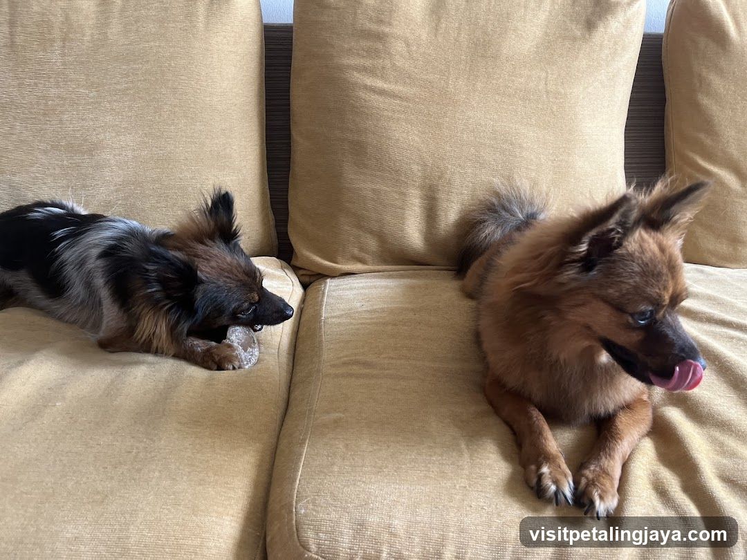 Two dogs on a beige sofa
