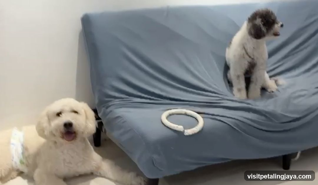 Two dogs in a room