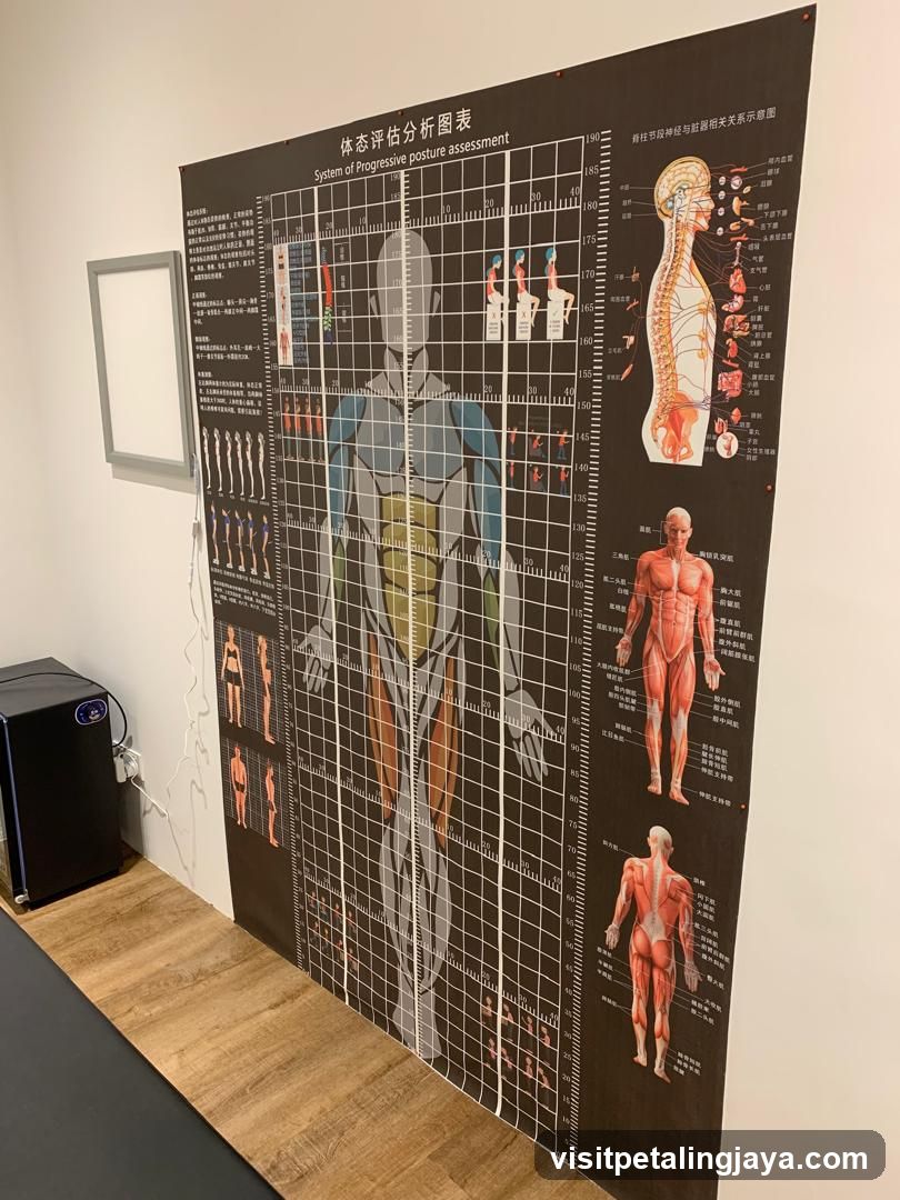 Posture Assessment Chart Display