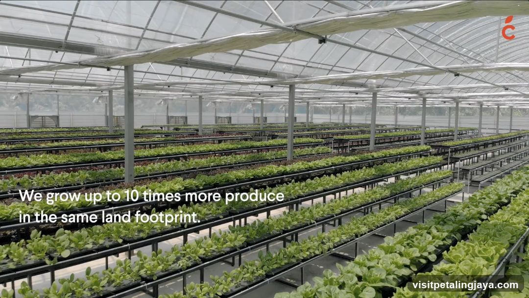 Indoor Hydroponic Farming Facility