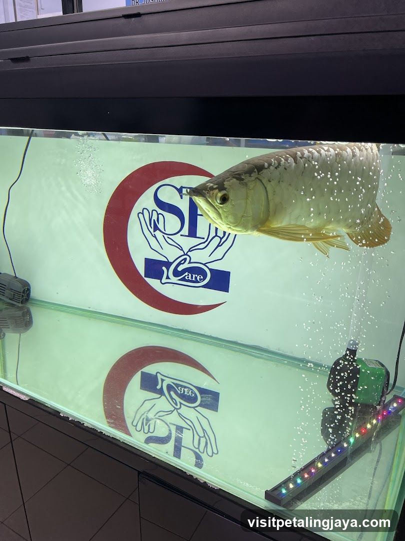 African Cichlid in Aquarium