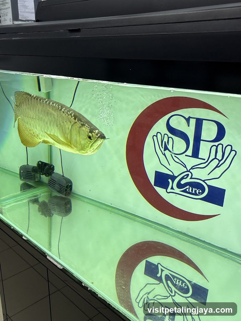 Aragon fish in aquarium with SP Care logo