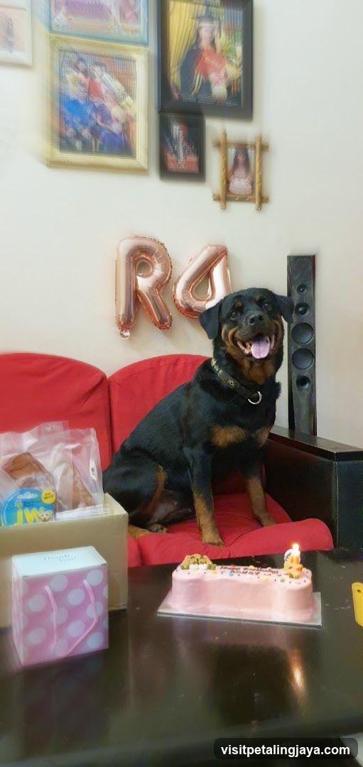 Dog Birthday Party