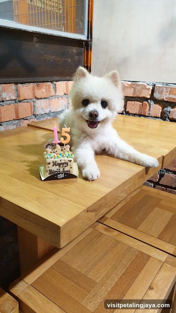 Dog with Birthday Cake