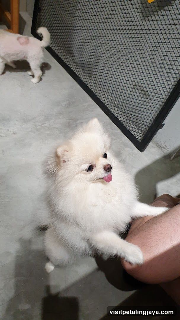 Fluffy White Dog on Arm