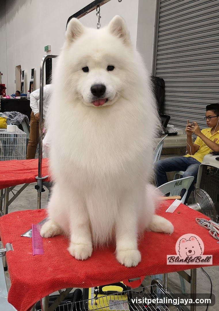 Samoyed Dog Grooming Session