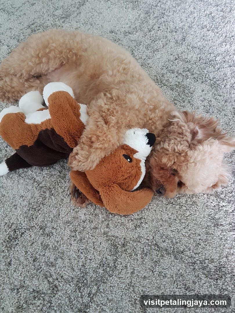 Dog and Toy on Carpet