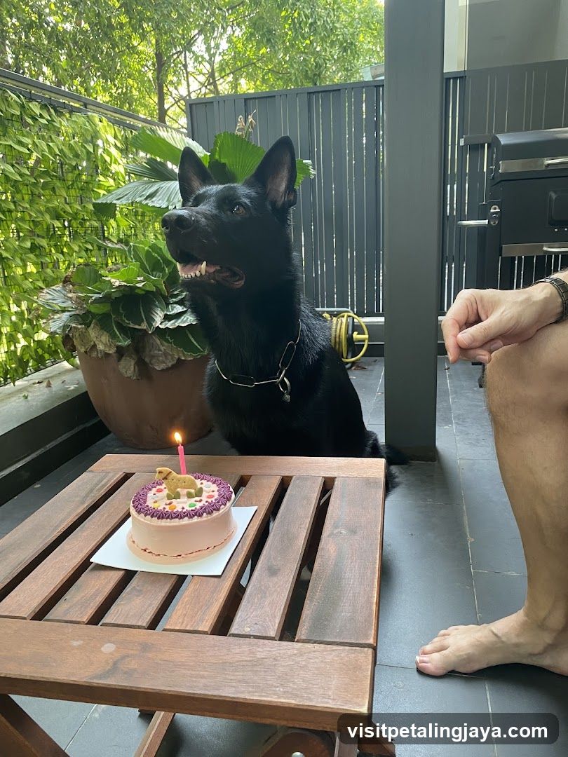 Dog Celebrating Birthday on Patio