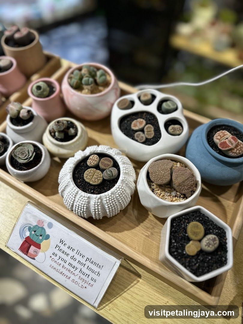Little Eden Succulents KL Store