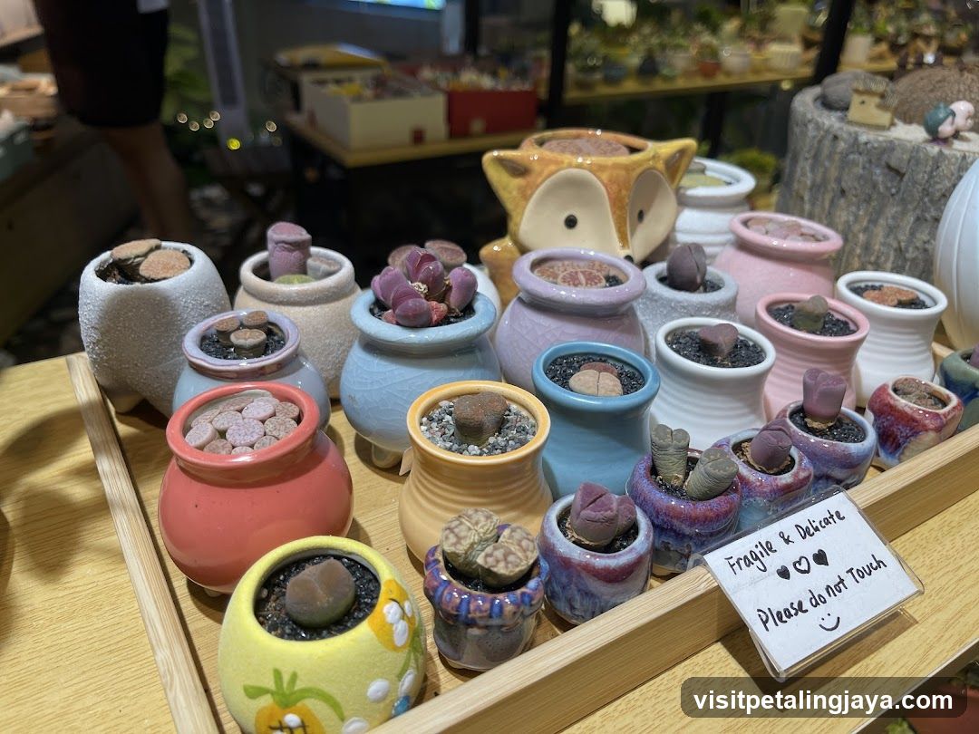 succulent display