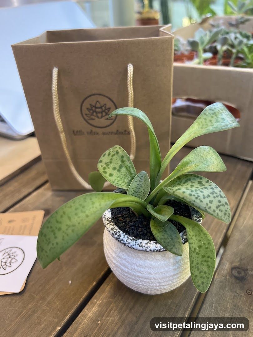 Succulent Plant with Shopping Bag