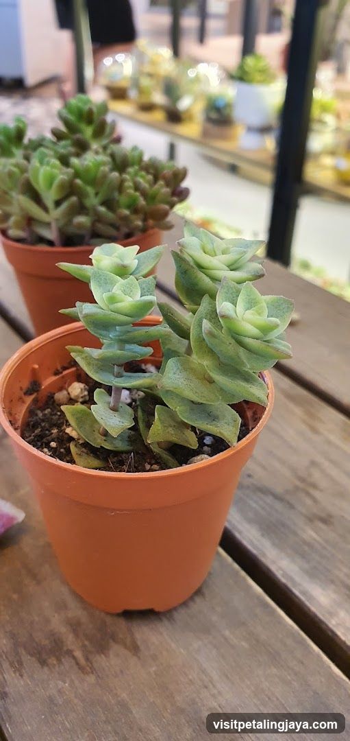 Succulent Plants in Orange Pots