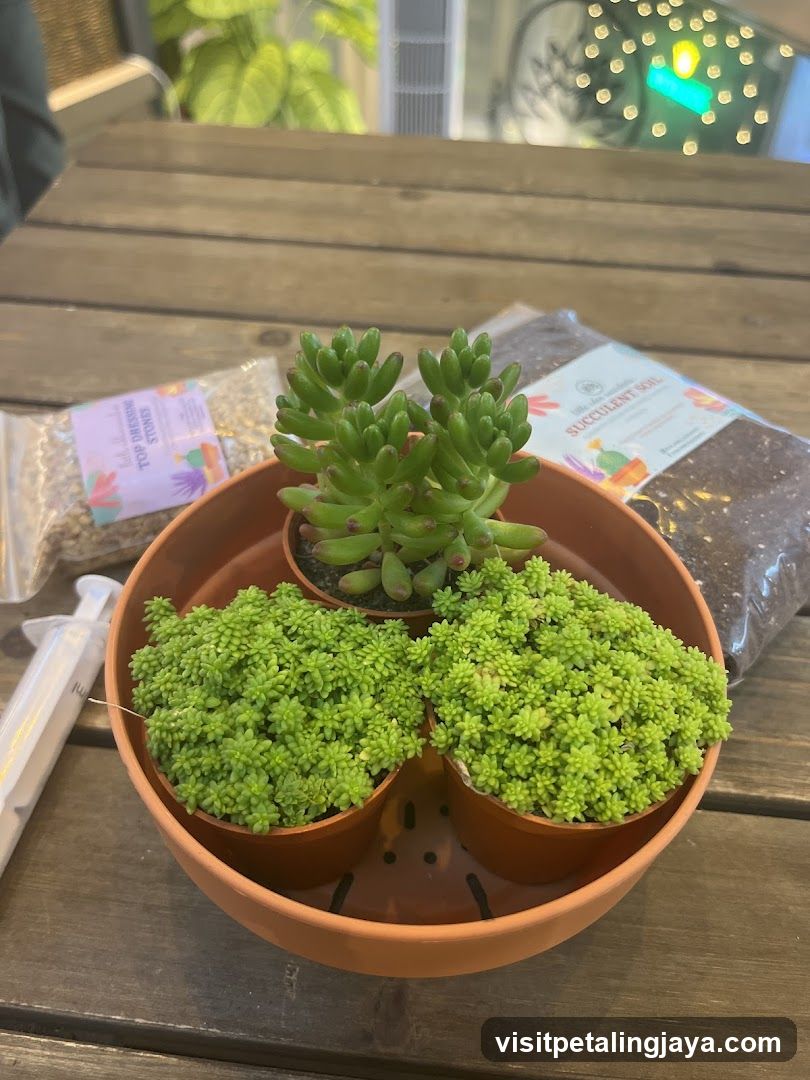 Succulent Plants on Wooden Table