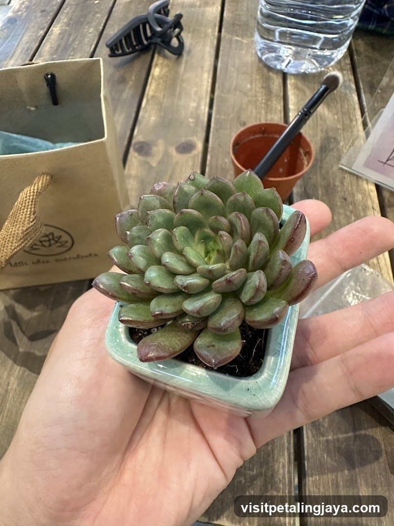 Succulent Plant in Hand