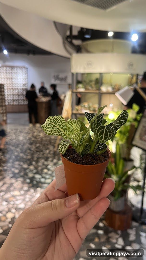 Hand holding a small potted plant in an indoor setting