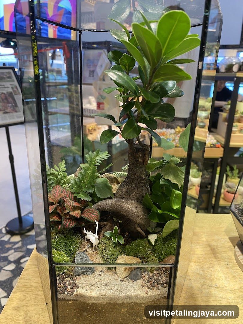 Terrarium Display