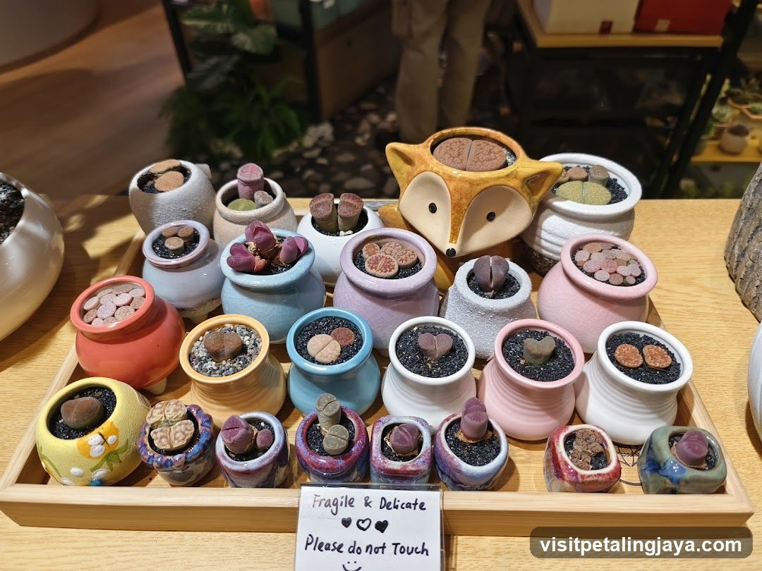 Succulent Display