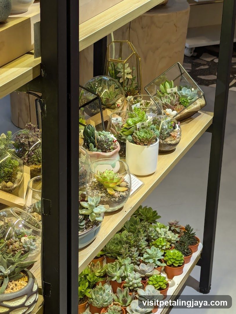 Succulent Display Shelf