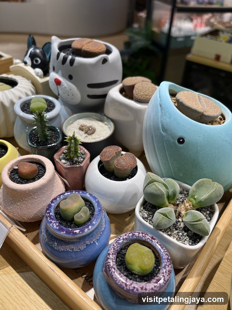 Succulent Collection Display